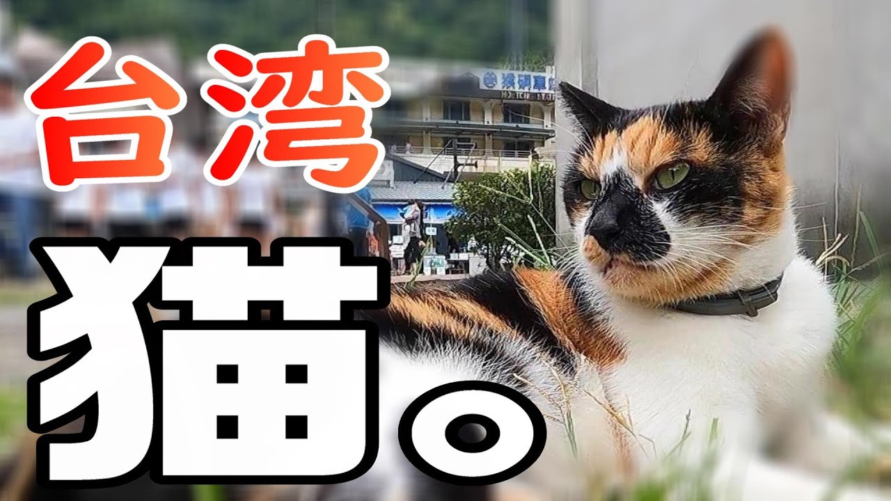 【台湾旅】めっちゃ猫おる / 憧れの猫村で幸せ体験 / 2023.09台北旅#7 / Day2-2