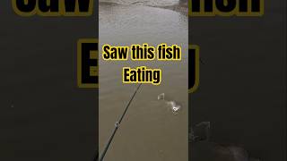 This fish showed himself #fishing #fishingvideo #kayakfishing #outdoors #redfish #sightfish #lure