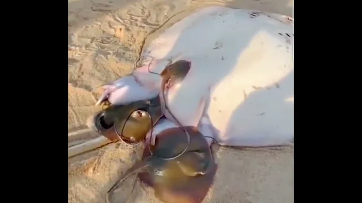 An Actual Giving Birth Of 5 Stringray After Releas...