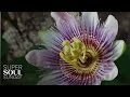 "The Beauty of Pollination" | SuperSoul Sunday | Oprah Winfrey Network