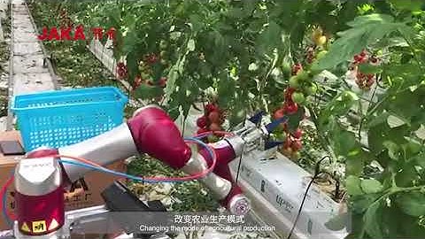 JAKA Cobot Application - Fruit and vegetable picking