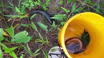 Mồi này cắm câu dính toàn cá bự thiệt, dính luôn lươn, thăm câu đêm qua ngày | Săn bắt SÓC TRĂNG |