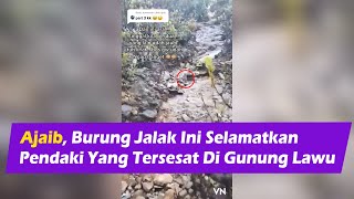 Viral, Pendaki Yang Tersesat Di Gunung Lawu Diselamatkan Burung Jalak