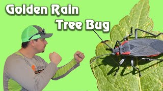 Goldenrain Tree Bug