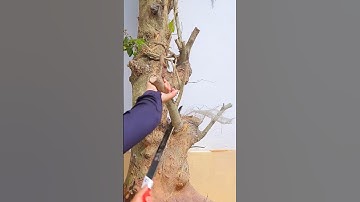 Process of creating new shapes by cutting tree branches