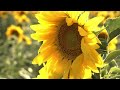 Подсолнечник | Солнечный цветок