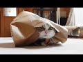 気持ちいいほど豪快に紙袋を破るねこ。-It feels great watching Maru tears paper bag boldly.-