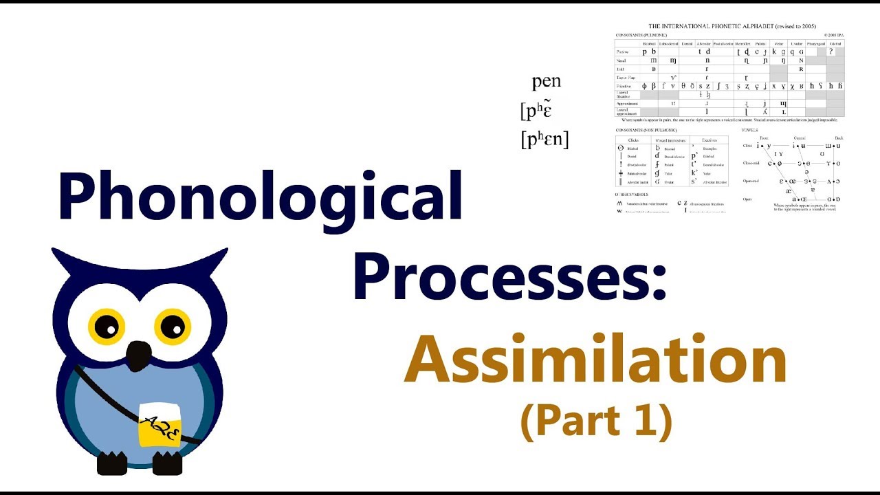 Phonological Processes Assimilation Part 1 Youtube