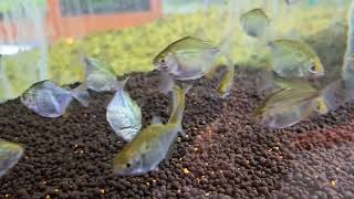 [구미백경수족관] 레드 스팟 메티니스 [ Metynnis maculatus ] [구미김천수족관][김천혁신도시수족관]