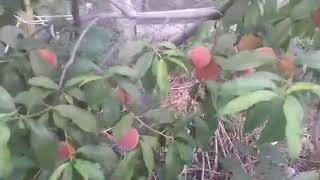 персик в Татарстане