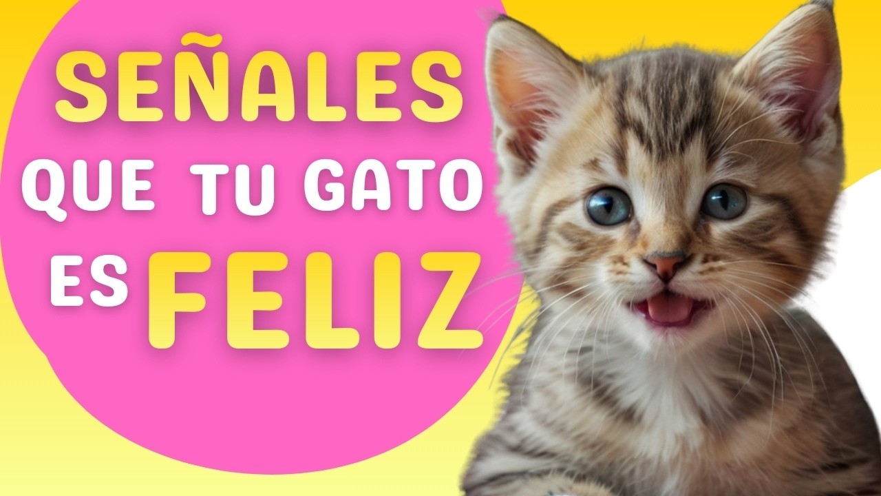 Las 10 Señales Más Claras de que tu Gato es Realmente Feliz