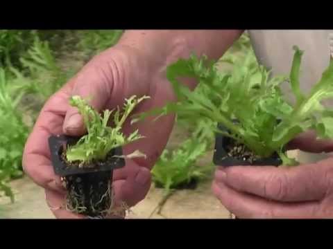 going live northern aquaponics
