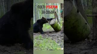 Поел-Убери За Собой. #Фотоловушка #Медведь