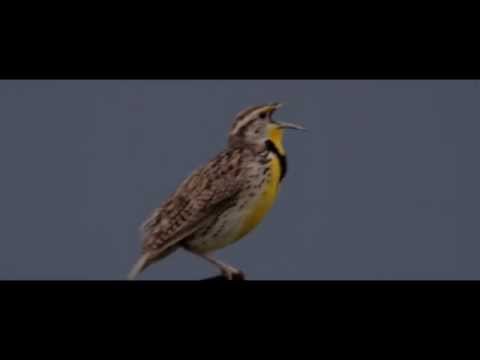 Video: Thaum twg Western meadowlark dhau los ua lub xeev noog ntawm Kansas?