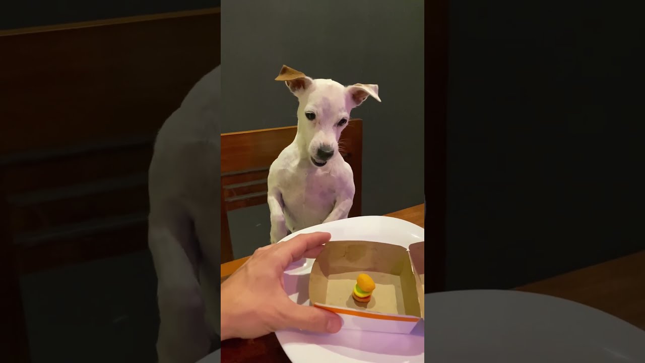 Dog Gets Angry On Receiving Miniature Burger