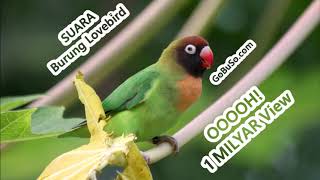 Suara Lovebird Mp3 - Download Suara Burung Lovebird Juara Internasional Ngekek Durasi Panjang!