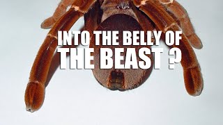 INTO THE BELLY OF THE BEAST? - P. muticus pairing by bugsnstuff 1,083 views 2 years ago 5 minutes, 43 seconds