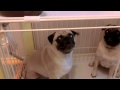 Pug Girl keep on Spinning before Dinner !!!