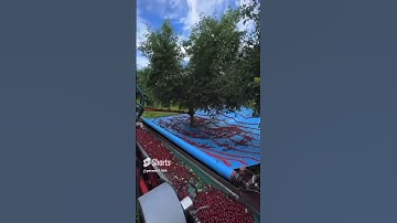 "How Do They Harvest Cherries? Watch This!" #shorts