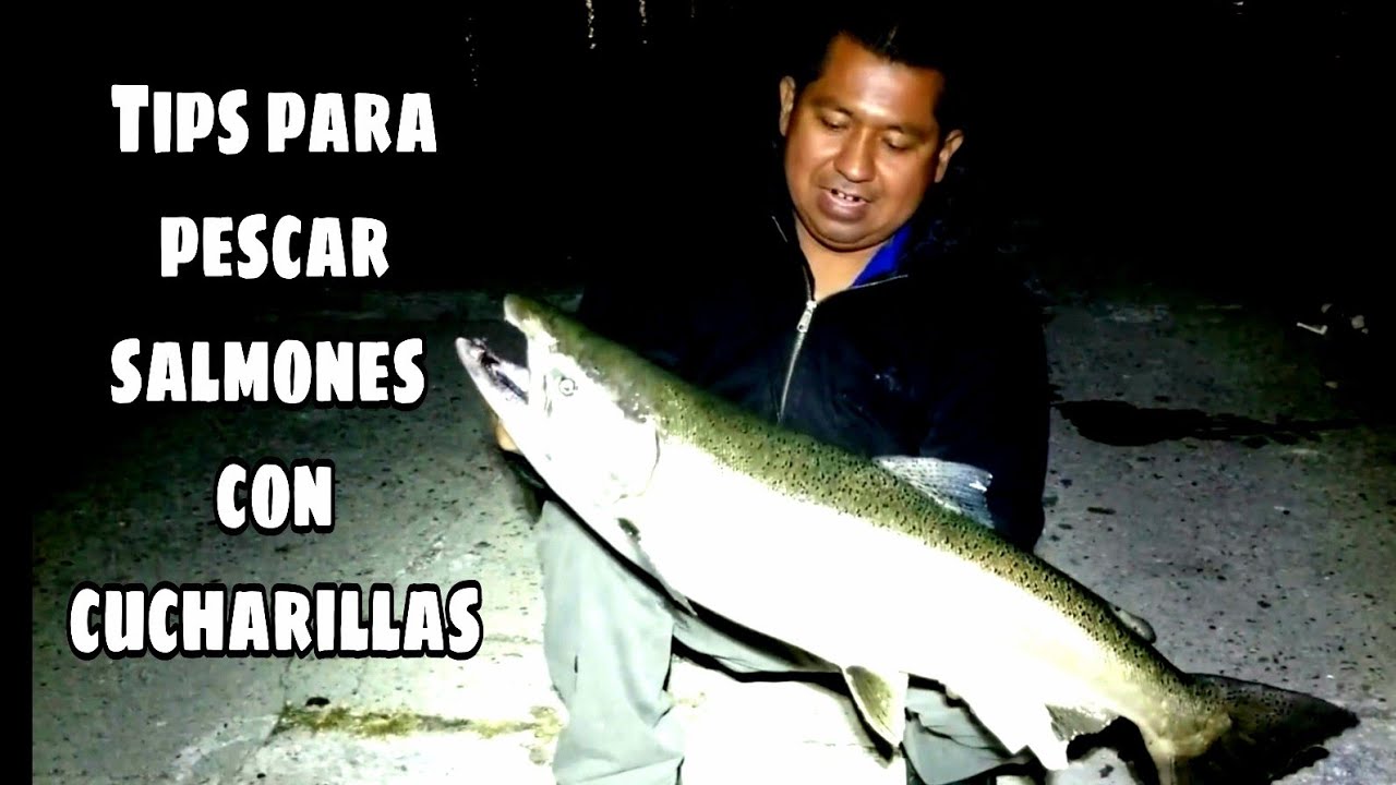 así se pesca el salmon con cucharillas. una buena captura tuvimos 