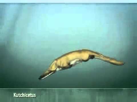 Whales evolution Эволюция китов