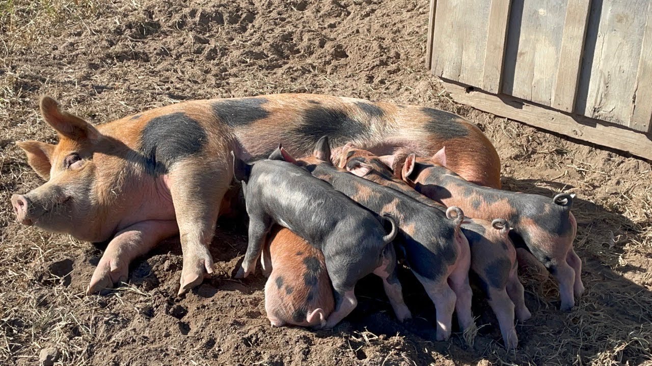 BABY BERKSHIRE CROSS PIGS YouTube