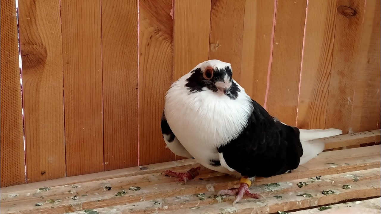 اخدم نفسك بنفسك كيفية عمل صدر الوش بكل تفاصيله الجزء الرابع بدون موسيقه #احمد_ادم