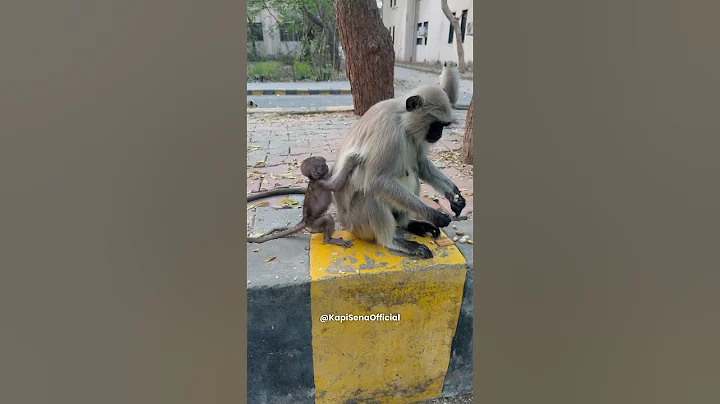 Feeding Food To Monkeys (Kapi Sena)🐵🐒 #shorts #monkey #bandar #feeding #viral #monkeyvideo #funny