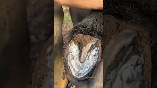 Satisfying!! #Farrier #Satisfying #Asmr #Horse #Oddlysatisfying #Shortswithcamilla #Horseshoe