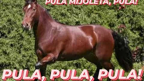 Eguinha Mijoleta 2020 Sucesso!