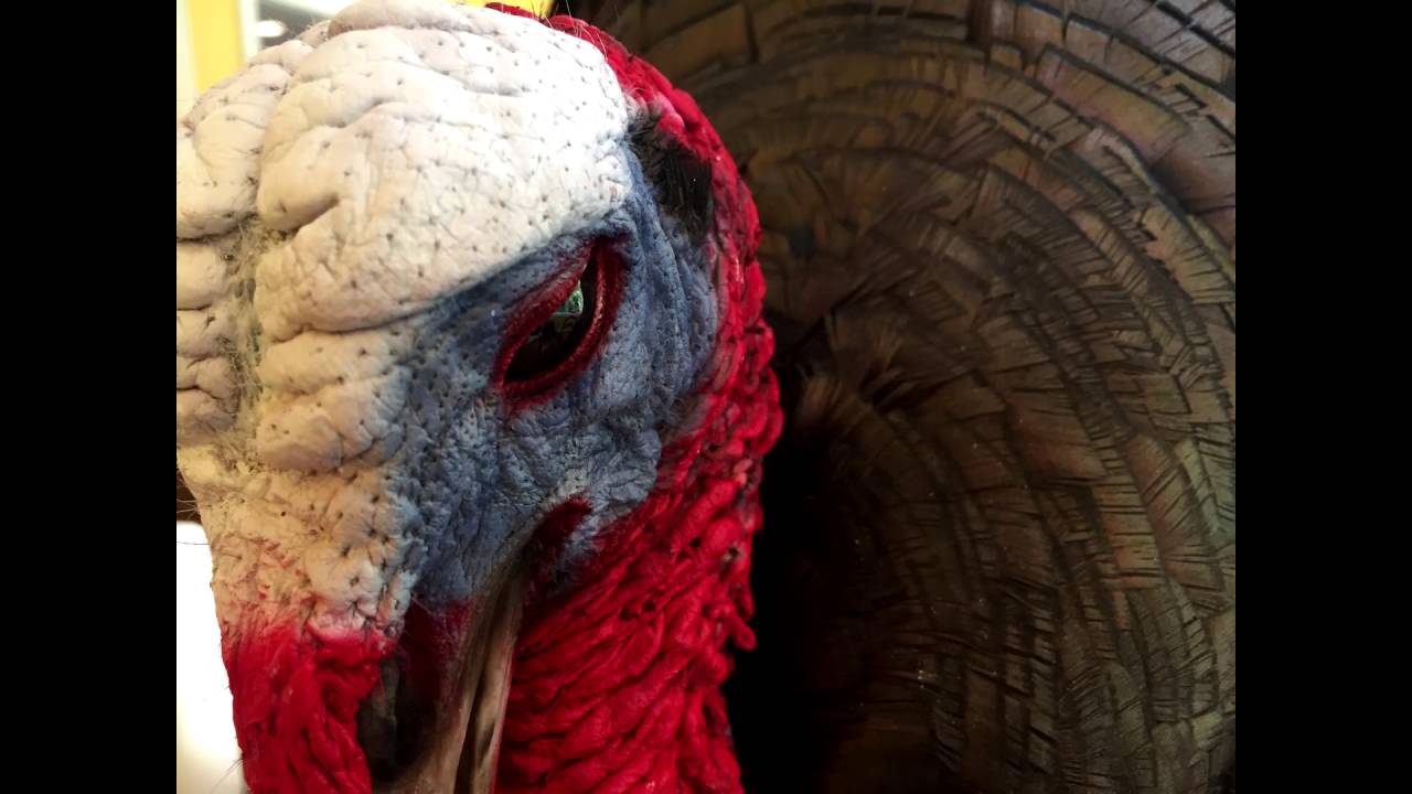 The Ultimate Turkey Display Case YouTube