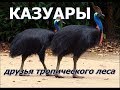 КАЗУАРЫ - Друзья тропического леса