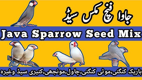 Java  Winter Mix Seed | Winter Mix Feed | Best Diet For Java Birds | Java Sparrow | Mini Zoo
