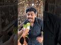 #birds #kabutar #trending #chzulqurnain #animals #memes #lifeisbutadream #funny #nature #motivation
