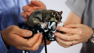 What Is a Sugar Glider? | Sugar Gliders