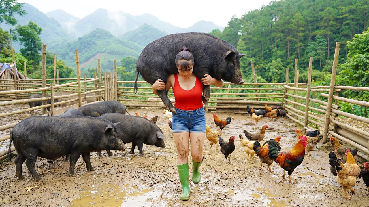 Selling 600KG Black Pigs & Chicken After Just 4 Months - Use Truck Transport Go To Market Sell