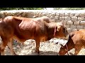 Small Cow || Village Animals ||