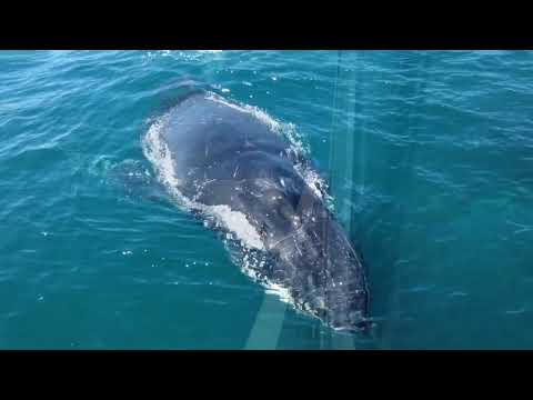 Jetty Dive Centre Whale Watch - Watch in HD