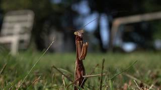 Praying Mantis