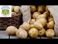 THE ULTIMATE POTATO GROWING GUIDE -- TIPS & TRICKS