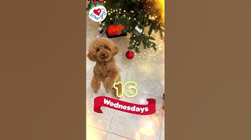 Thumbnail of Cute Dog Dancing to Jingle Bells  🐶🔔16 Wednesdays until Christmas #cutedog