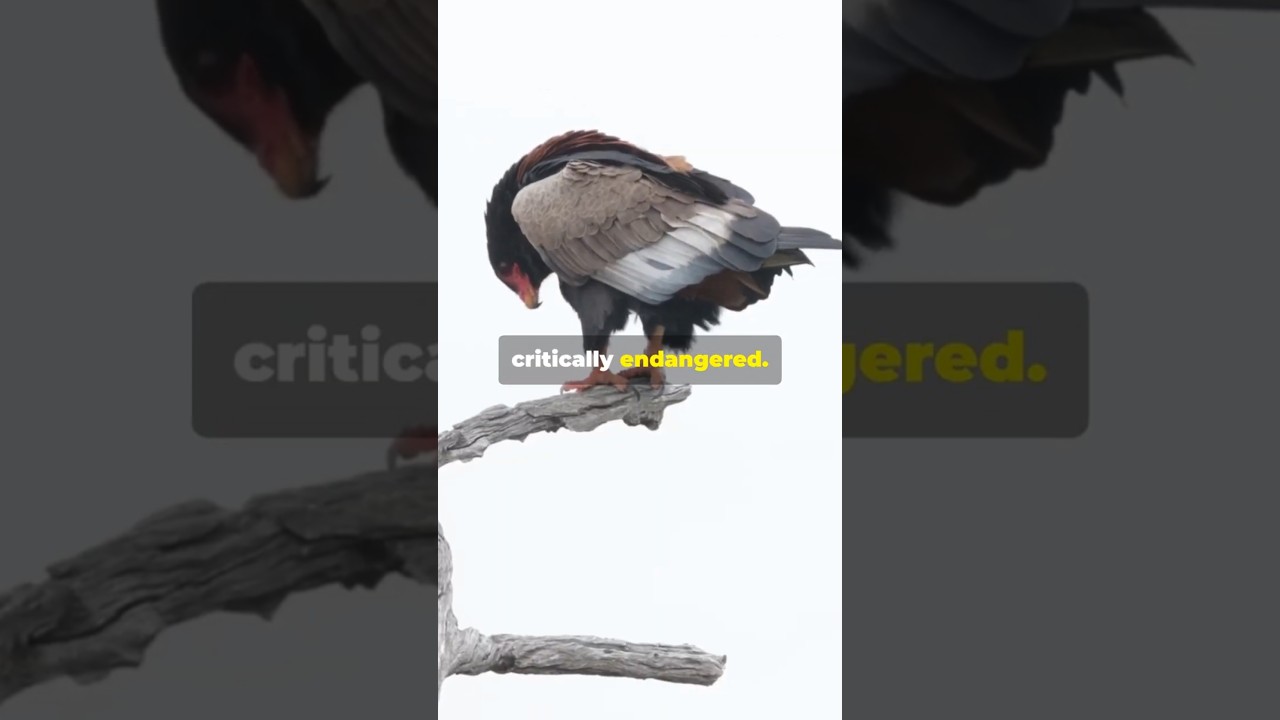 Вы не поверите: национальная птица Джибути 