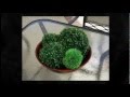 Plastic Boxwood Ball - Lovely Wholesale Decorative Balls Green Boxwood Style call (858)525-2251