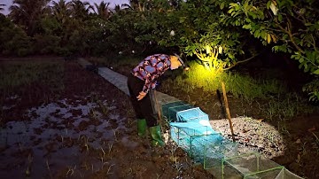 Cái Kết Khi Túc Ếch Bằng 12 Của Ngục, Và Soi Ếch Sao Cơn Mưa Tầm Tả #vợchồngmiềntâytv