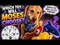 Labrador show down with a shark #pets #pettoys #dogmom #doglife #funny pets #dog