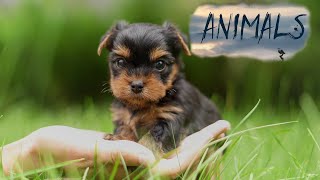 Yorkshire Terrier.Pet dog.Animals Of The World.Domestic and Wild Animals.Animal world.HD