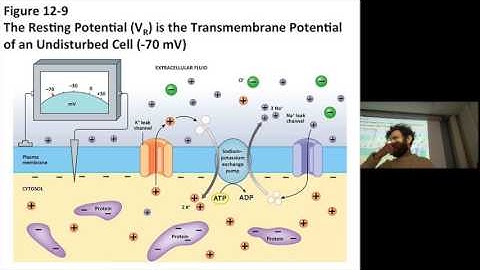 Lecture 7 (021717): Membrane Dynamics