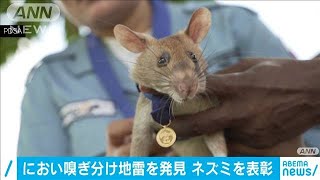 “人々救った”ネズミ表彰　においで地雷を嗅ぎ分け(2020年9月26日)