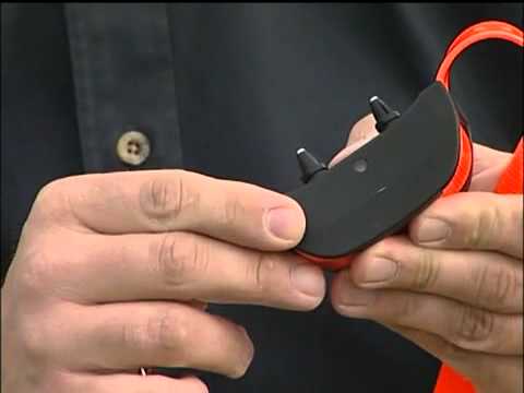 Turning Your SportDOG Training Collar On and Off collare scalibor