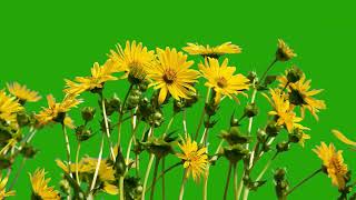 moving yellow flower green screen 4k video free @greenscreen4k
